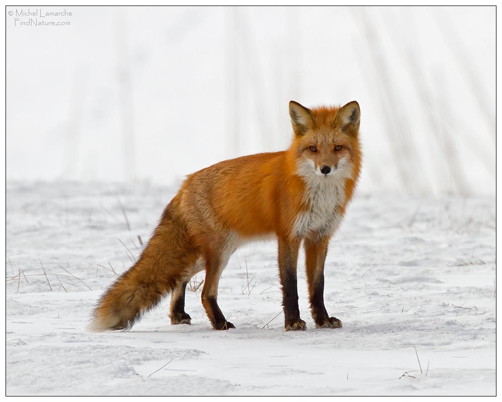 Boucherville (Québec), 2010-01-31
