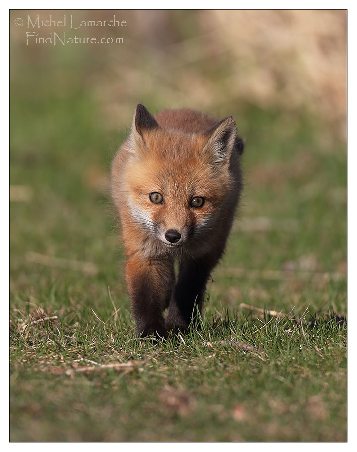 Boucherville (Québec), 2011-04-25