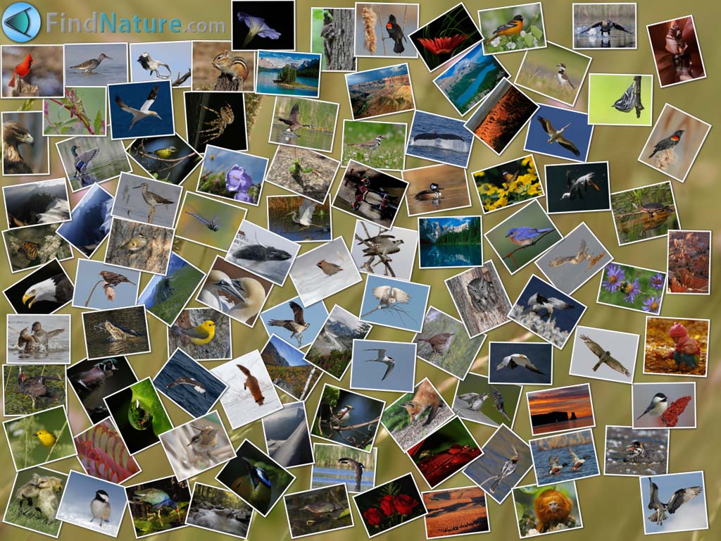 Montage 1024 x 0768 pixels (170k)