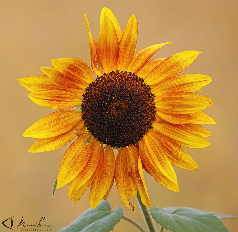 St-Bruno, 2020-09-15