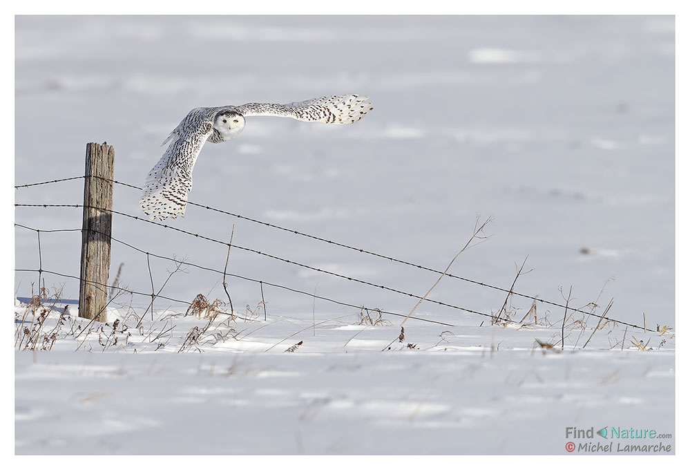 Harfang des neiges, Snowy Owl, Bubo scandiacus