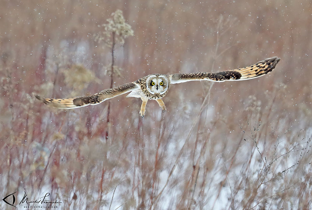 Hibou des marais, Short-eared Owl, Asio flammeus