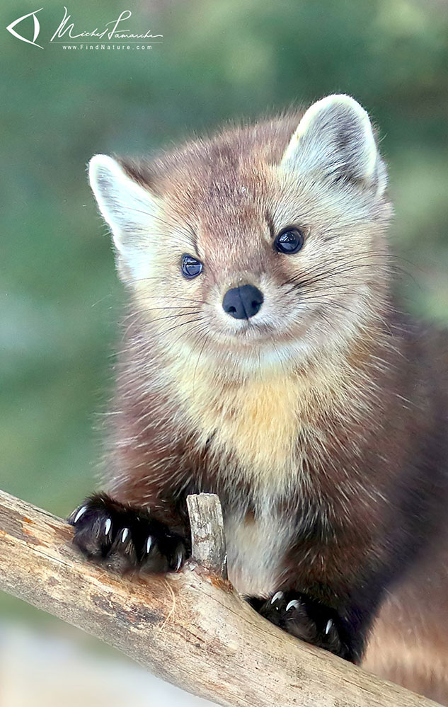 Martre d'Am&eacute;rique, American marten