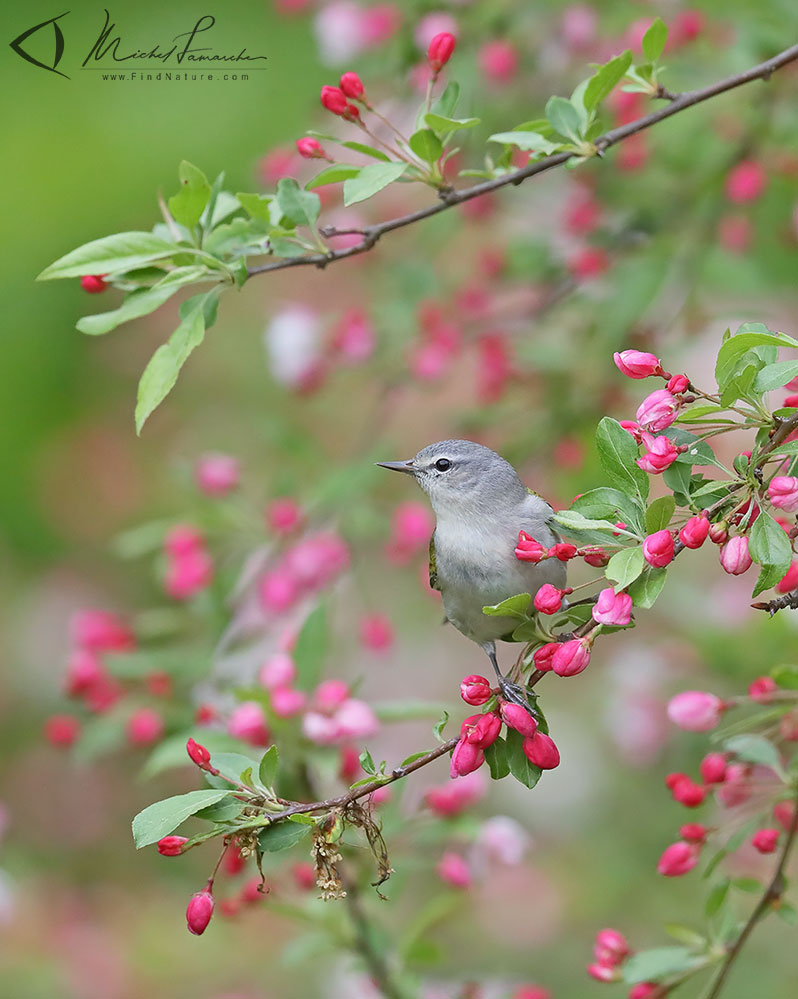 Paruline obscure, Tennessee Warbler, Vermivora peregrina
