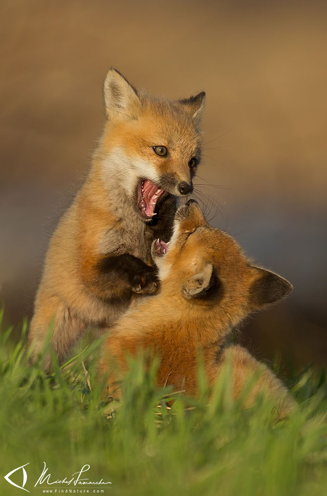 Renard roux, Red Fox