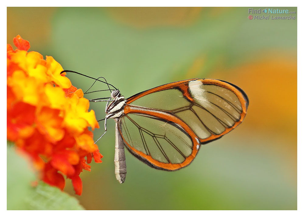 Papillon de verre - Glasswing butterfly (Greta oto), Montréal (Québec), 2018-03-06