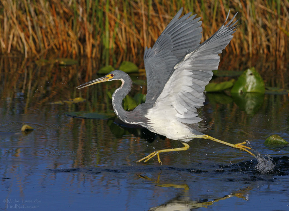 Everglades (Floride), 2008-12-28