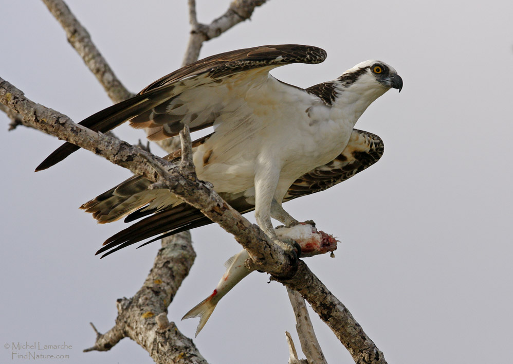 Everglades (Floride),  2008-12-25