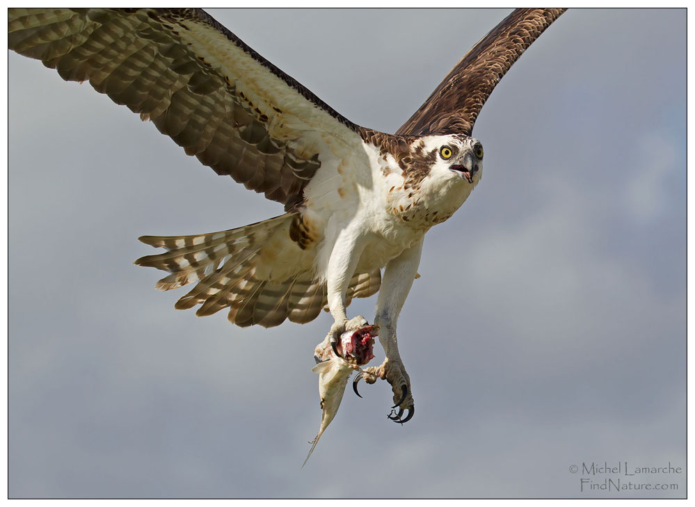 Everglades (Floride), 2015-12-25