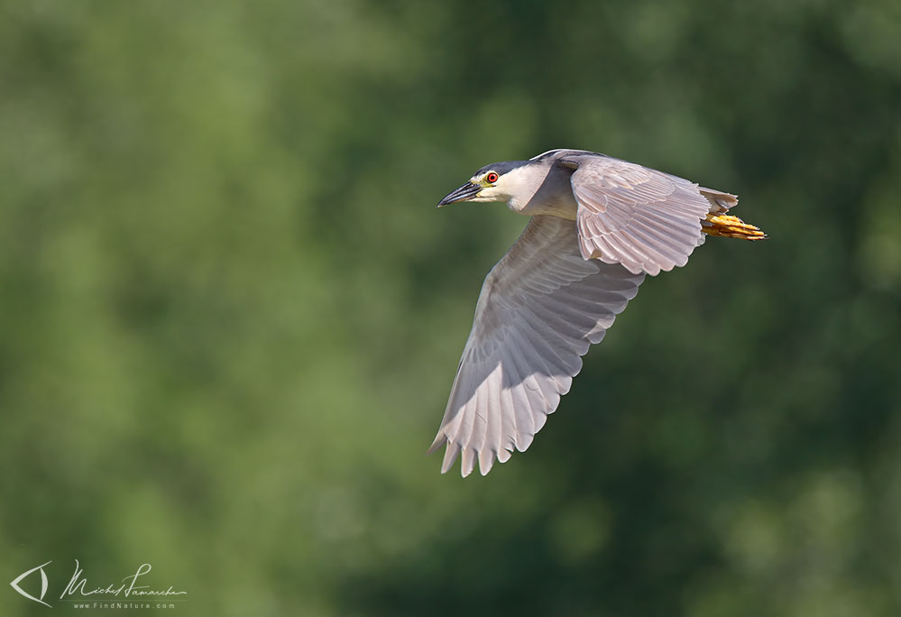 Boucherville (Québec), 2010-06-04