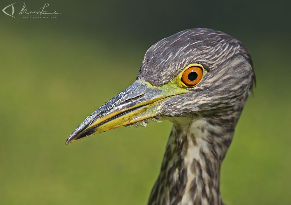 Immature, Boucherville (Québec), 2010-09-18