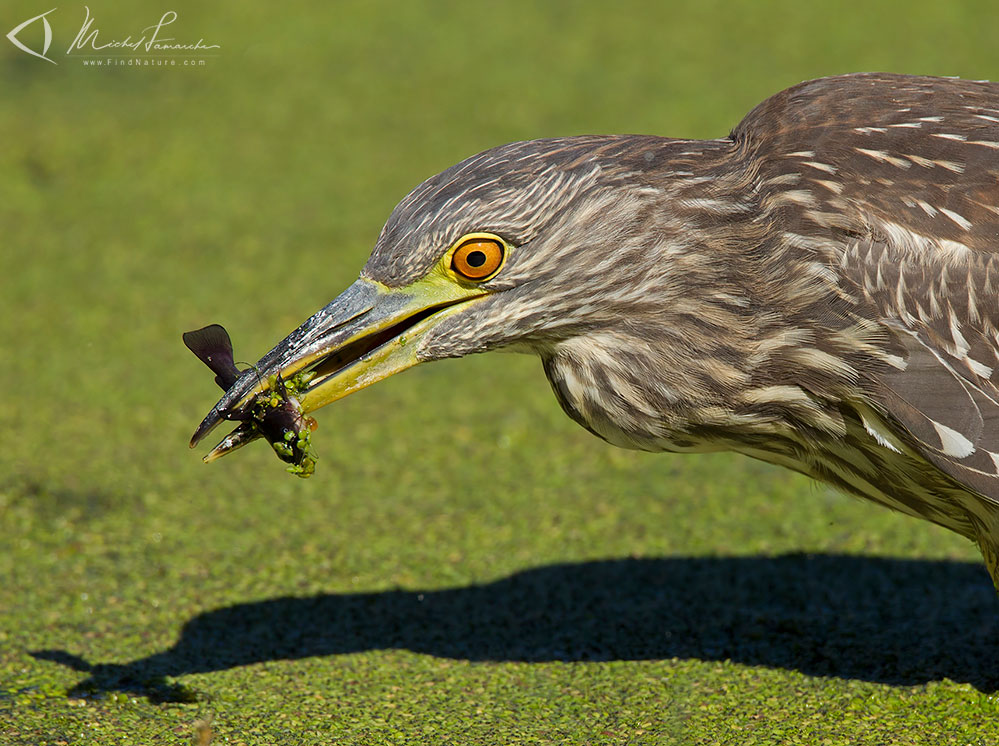 Immature, Boucherville (Québec), 2010-09-18