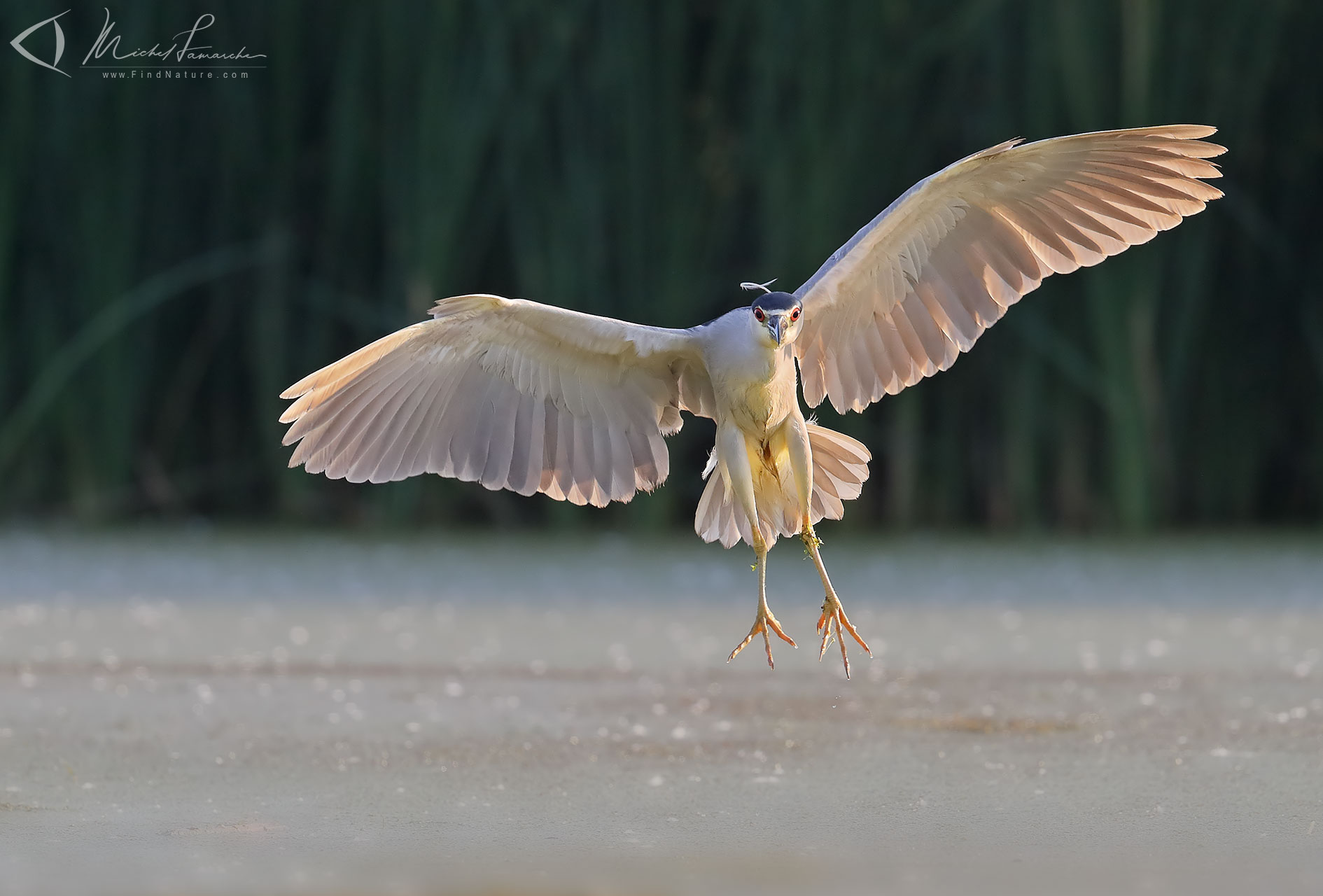 FindNature.com - Photos - Bihoreau gris, Black-crowned Night Heron ...