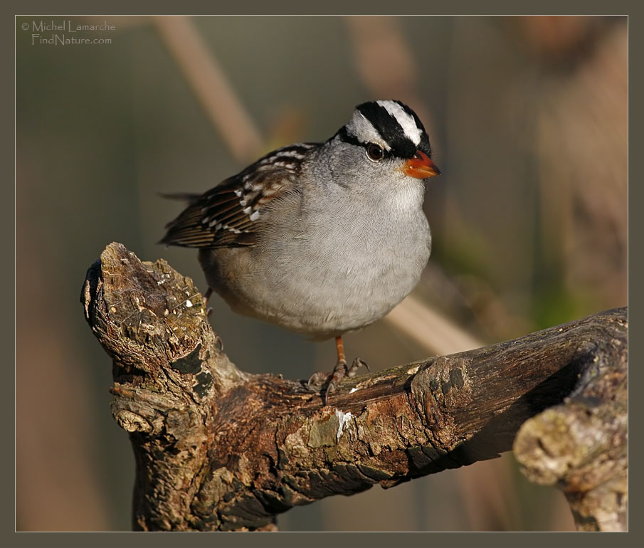 Rondeau Provincial Park (Ontario), 2009-05-12 