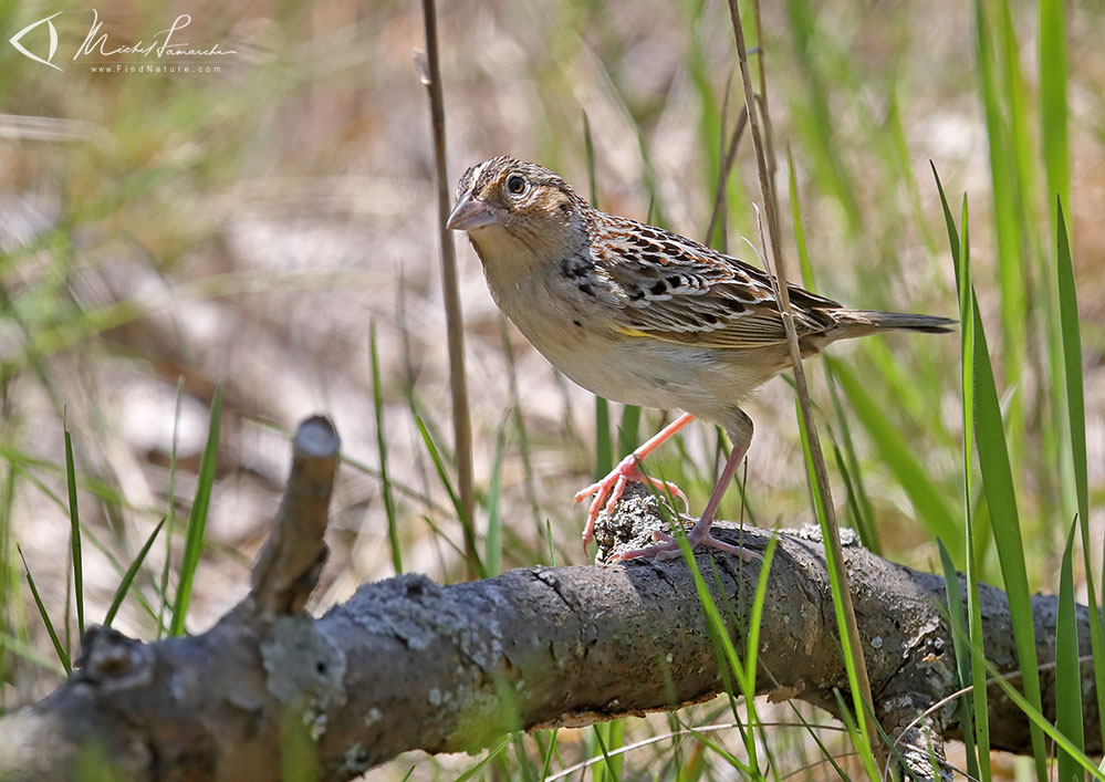 Pointe-Pelée (Ontario), 2019-05-05