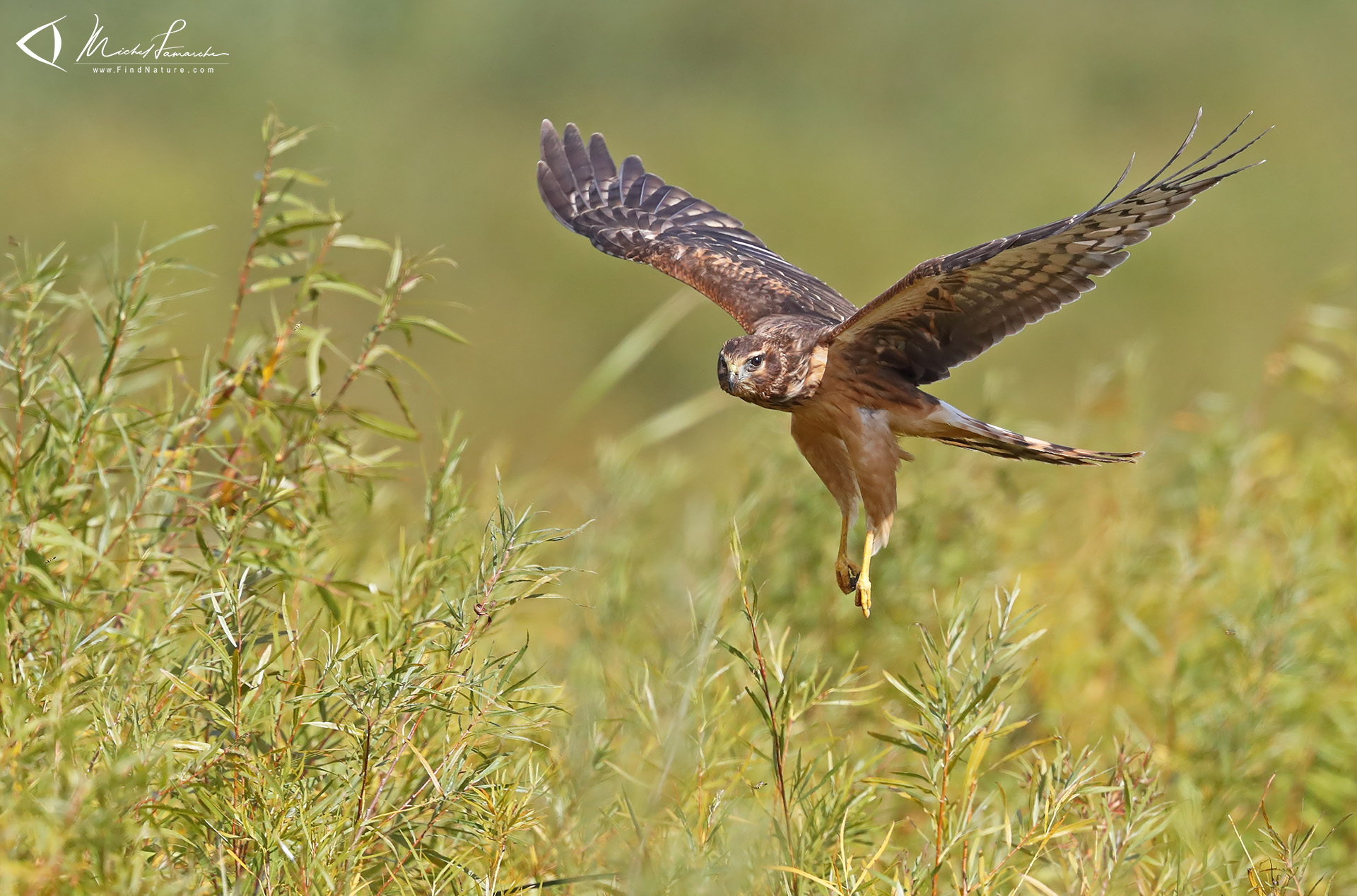 Photos Busard des marais, Northern Harrier, Circus