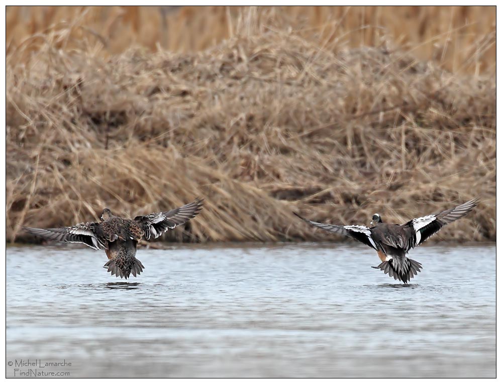 Femelle et mâle, Boucherville (Québec), 2011-04-09