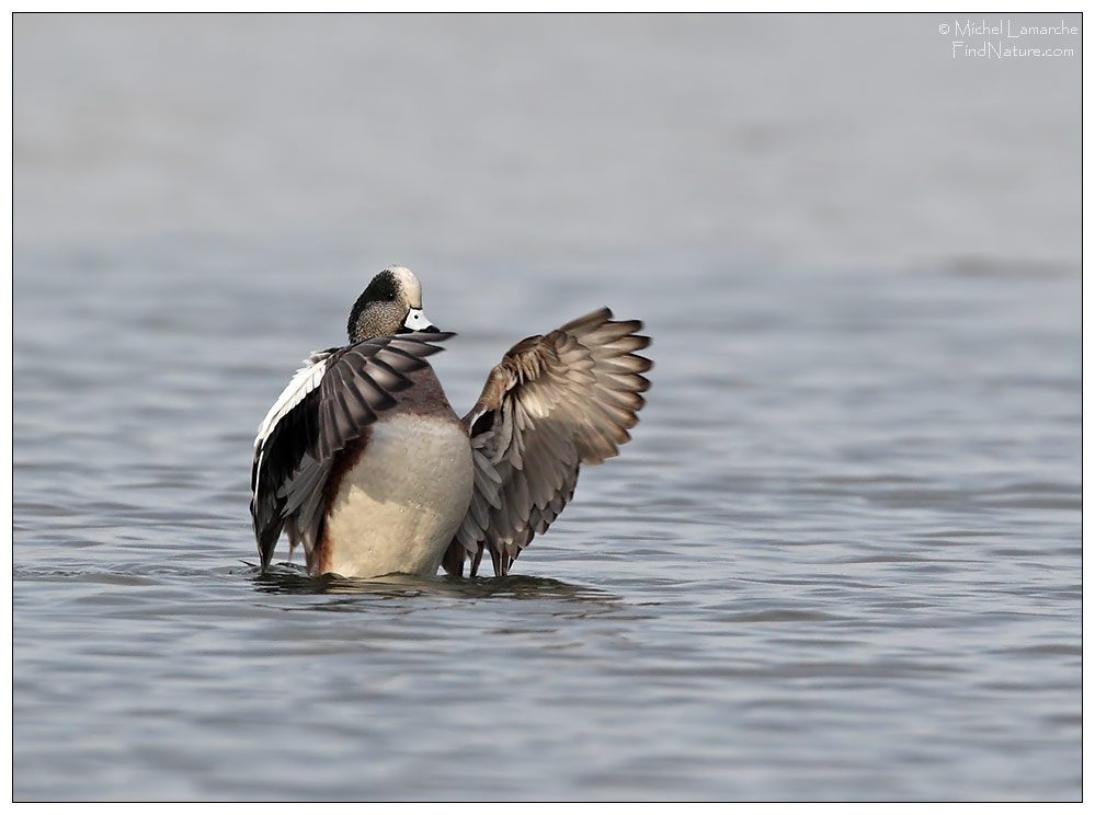 Mâle, Boucherville (Québec), 2011-04-09