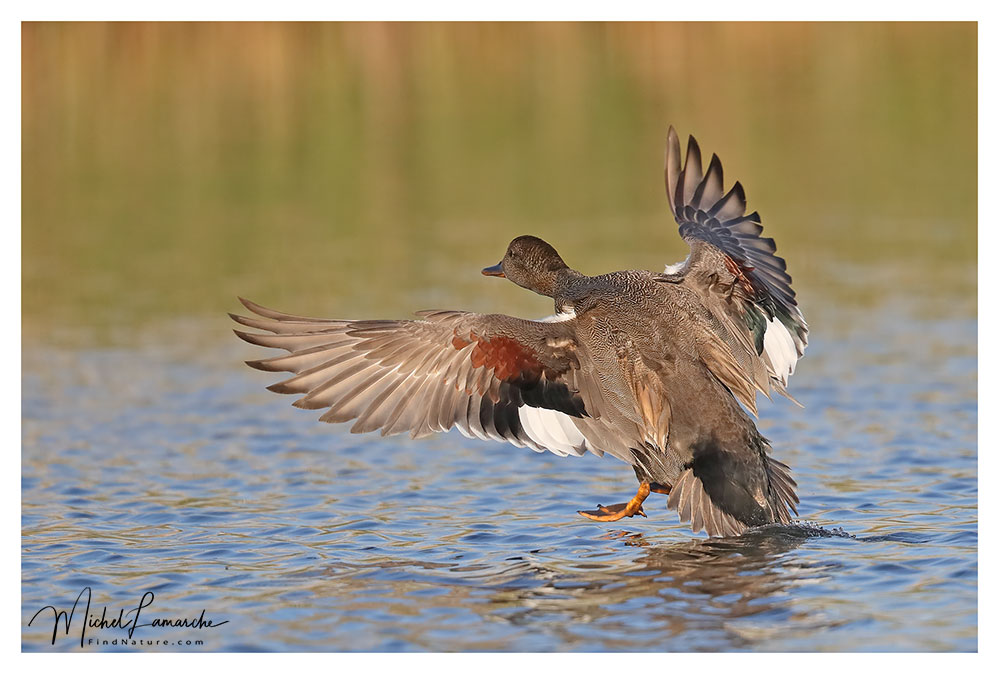 Mâle, Baie-du-Febvre (Québec), 2018-05-29