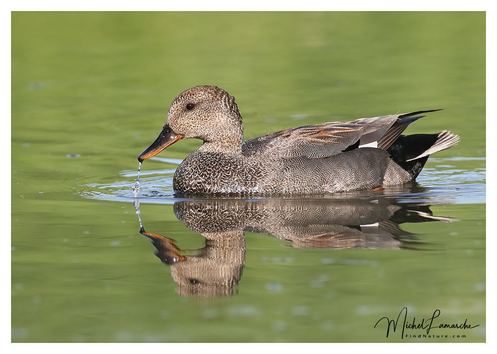 Mâle, Baie-du-Febvre (Québec), 2018-05-30