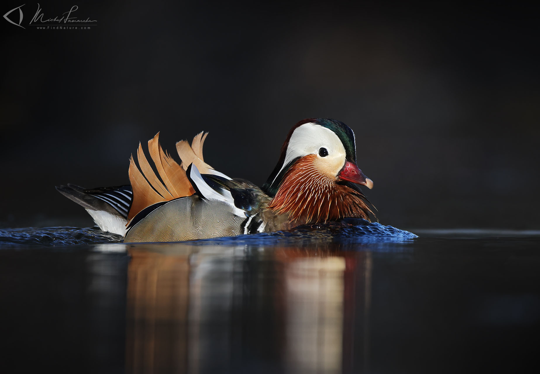 FindNature Photos Canard Mandarin Mandarin Duck Aix findnature-photos-canard-mandarin-mandarin-duck-aix