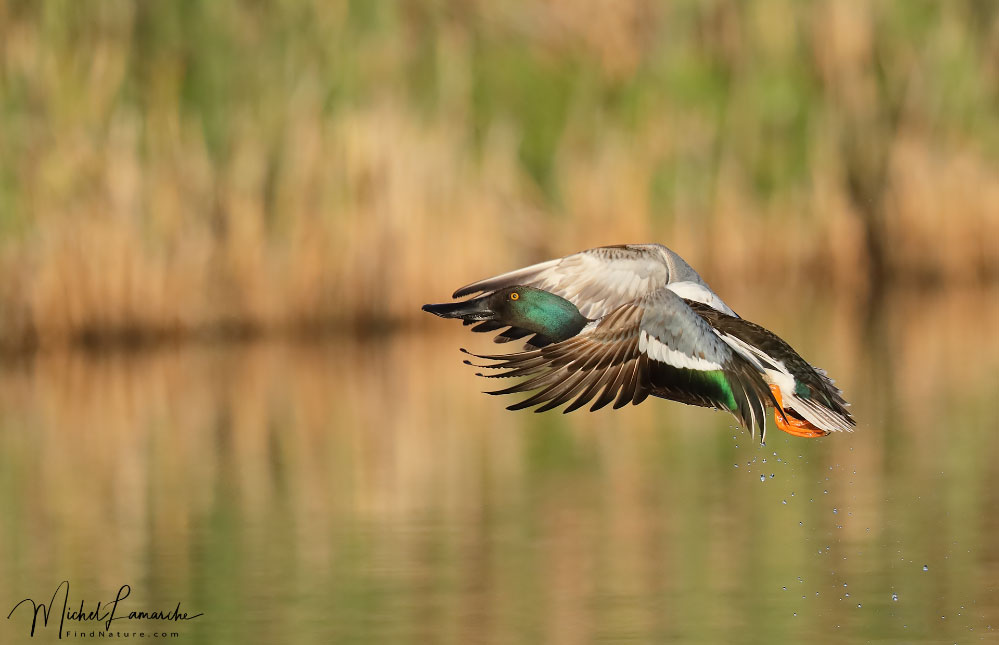 Mâle, Baie-du-Febvre (Québec), 2018-05-29