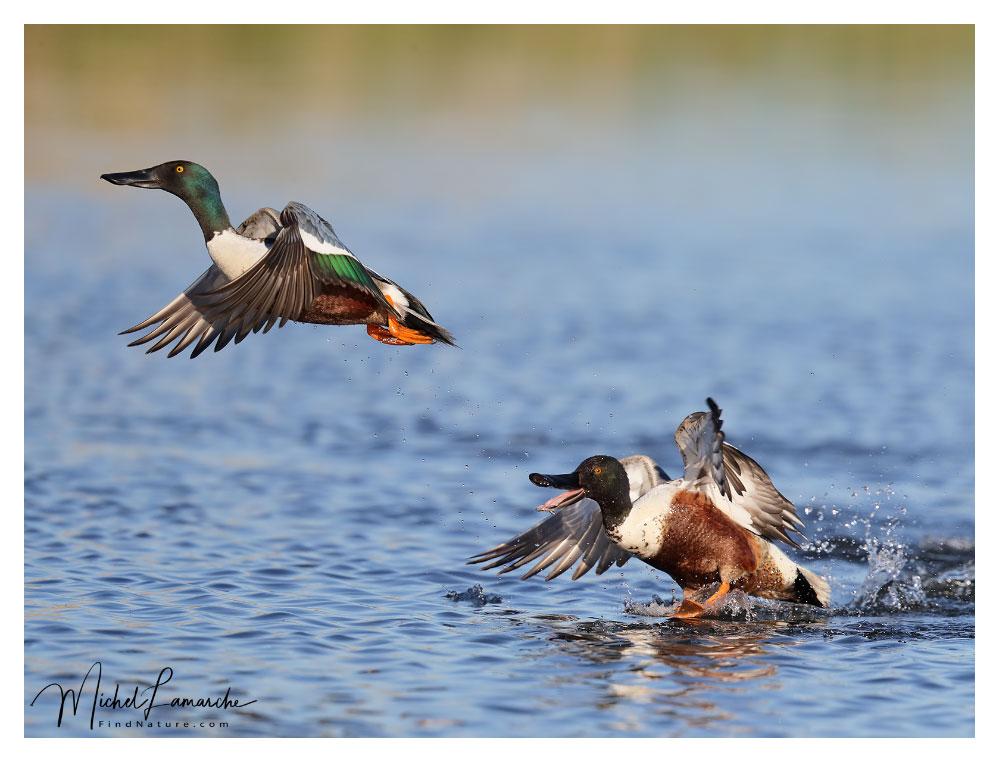 Mâles, Baie-du-Febvre (Québec), 2018-05-29