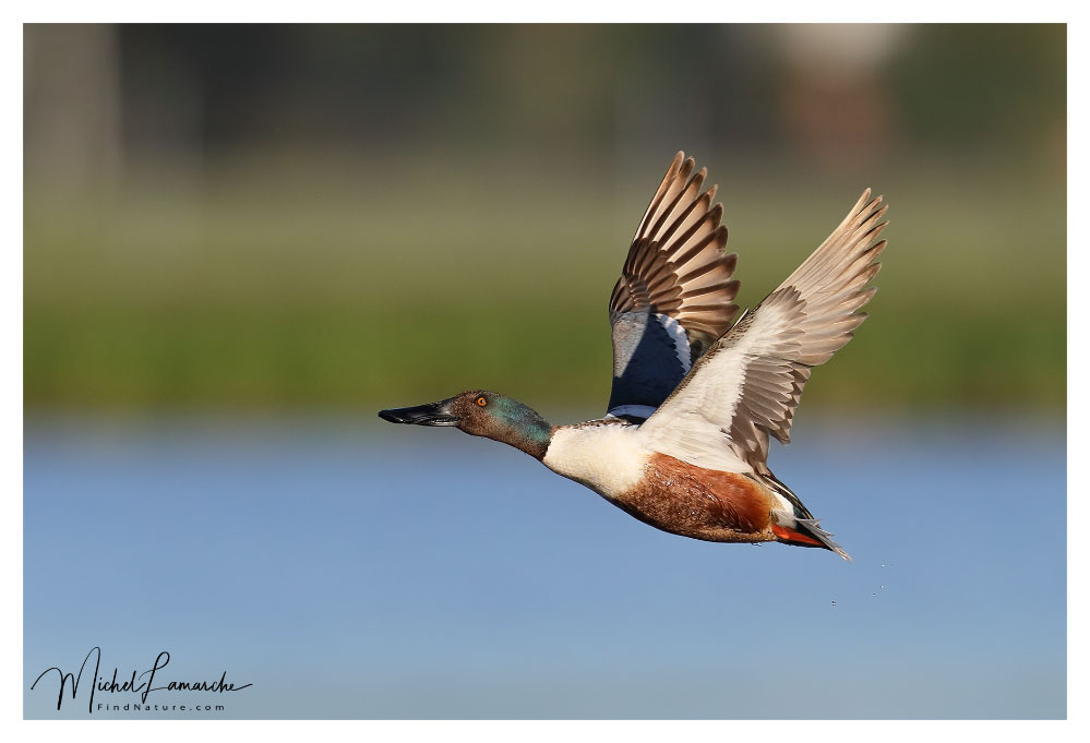 Mâle, Baie-du-Febvre (Québec), 2018-05-29