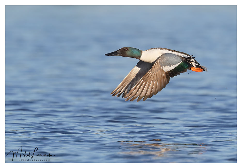 Mâle, Baie-du-Febvre (Québec), 2018-05-29