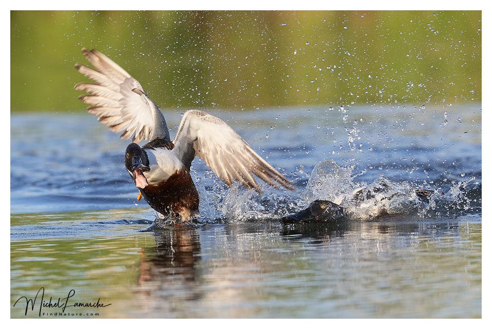 Mâles, Baie-du-Febvre (Québec), 2018-05-29