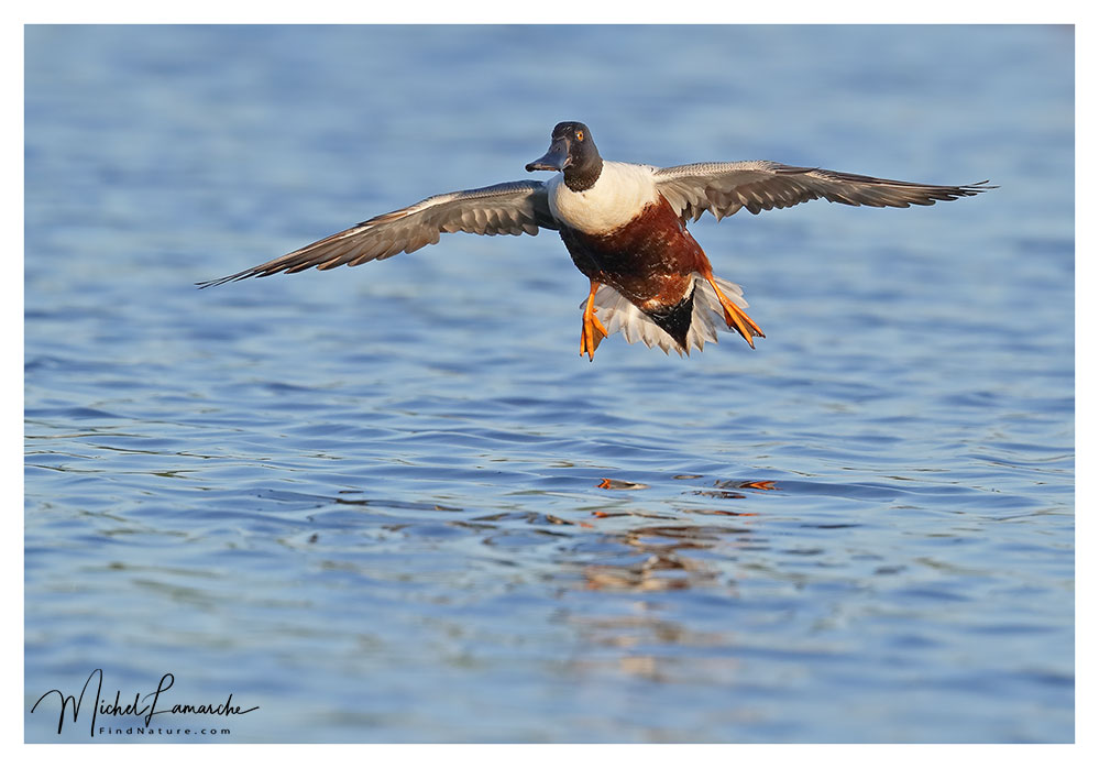 Mâle, Baie-du-Febvre (Québec), 2018-05-29