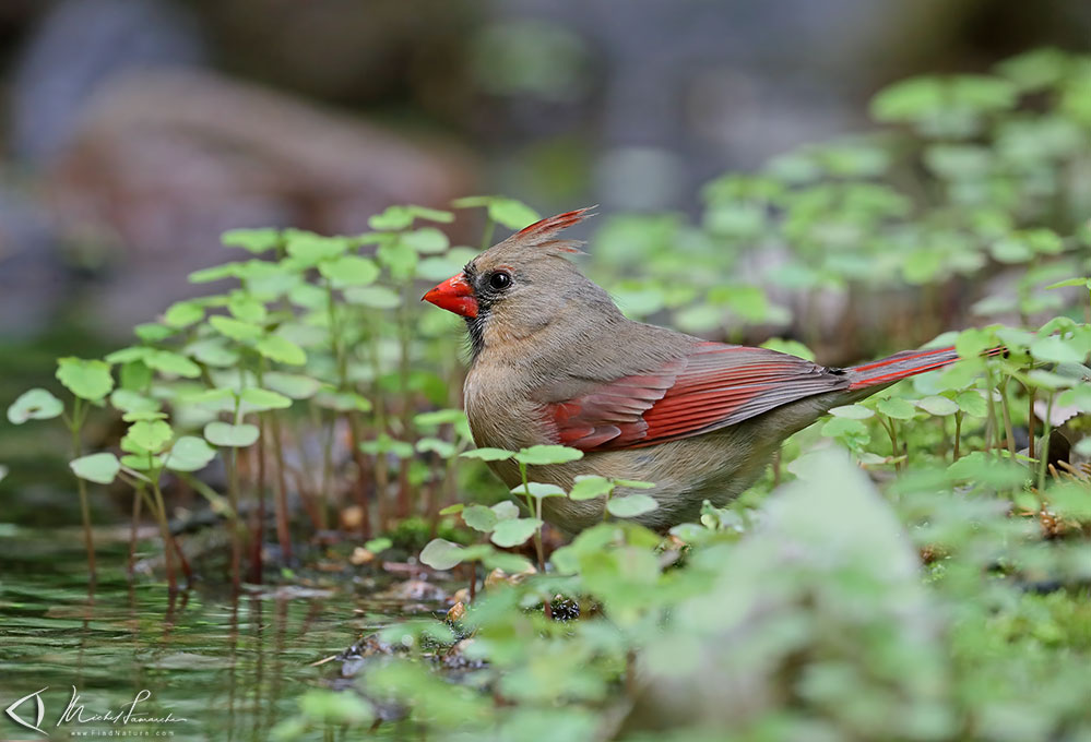 Femelle, Montréal  (Québec), 2019-05-29