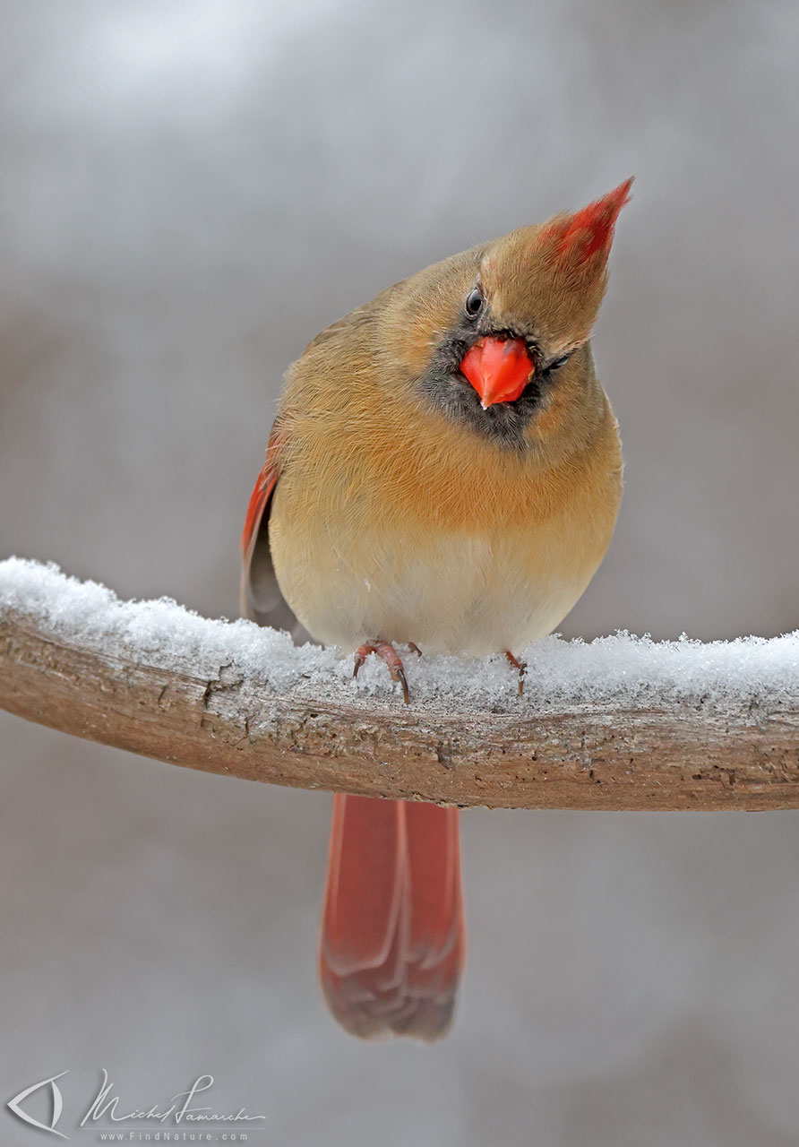 FindNature.com - Photos - Cardinal rouge, Northern Cardinal, Cardinalis ...