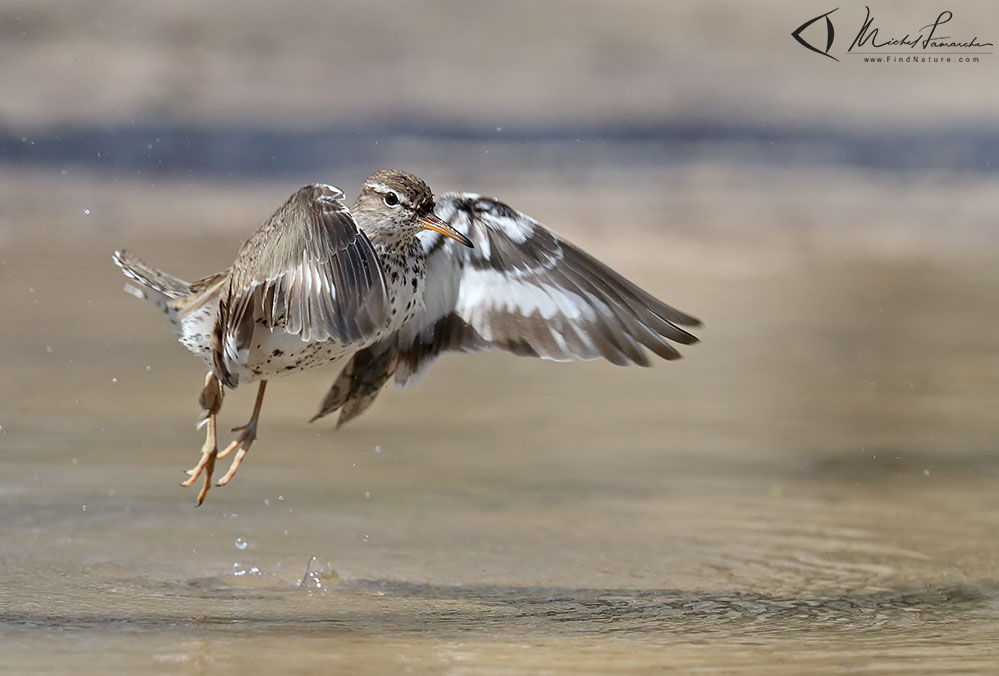 Pointe-Pelée (Ontario), 2019-05-06