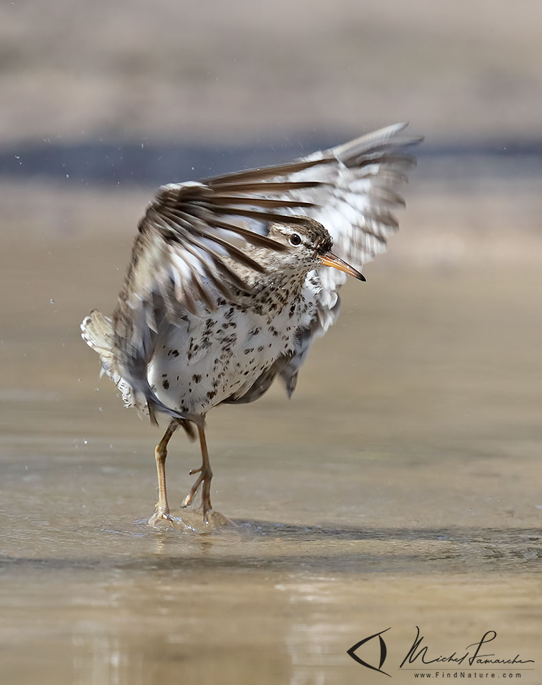 Pointe-Pelée (Ontario), 2019-05-06