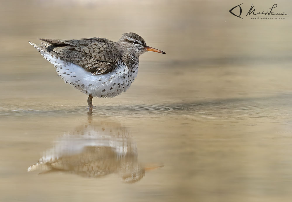 Pointe-Pelée (Ontario), 2019-05-06