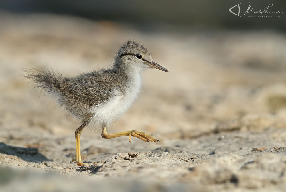 Poussin, Ste-Martine (Québec), 2019-07-08