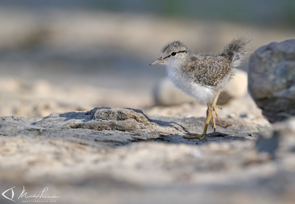 Poussin, Ste-Martine (Québec), 2019-07-08