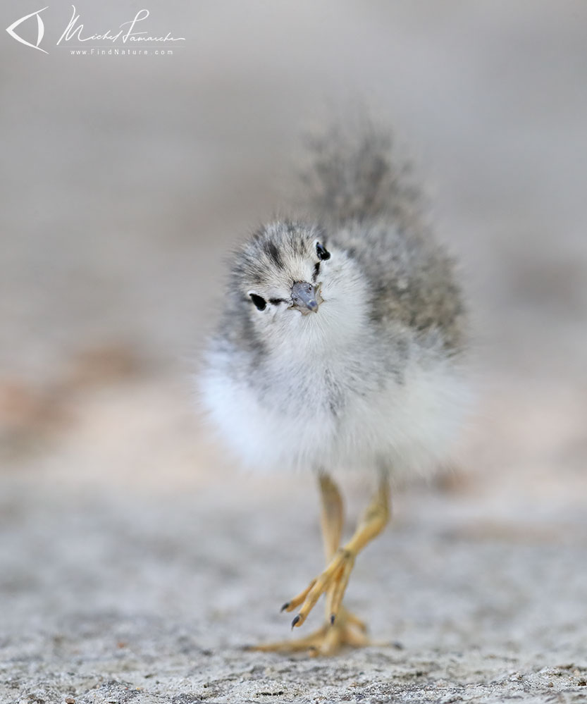 Poussin, Ste-Martine (Québec), 2019-07-08