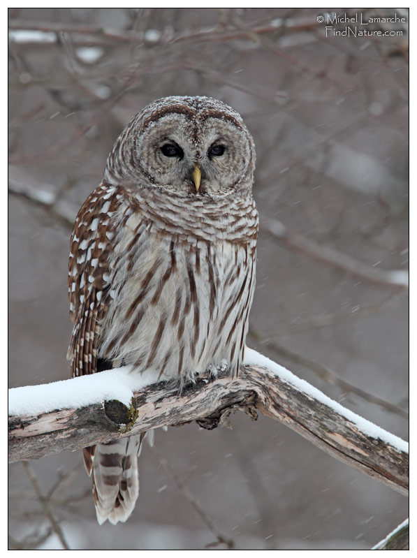 St-Bruno (Québec), 2010-12-04