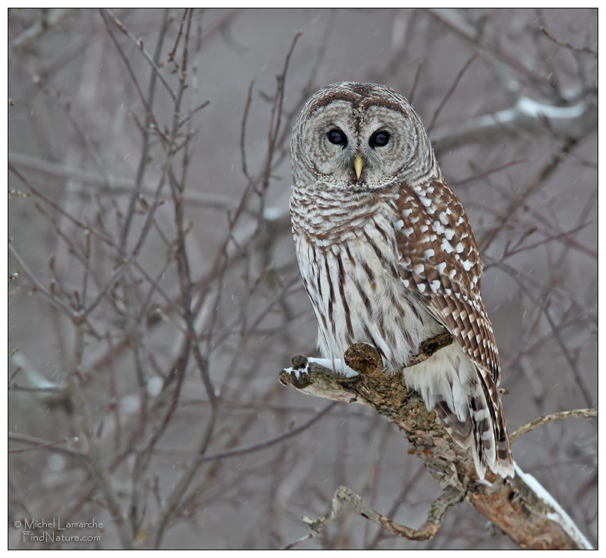 St-Bruno (Québec), 2010-12-04