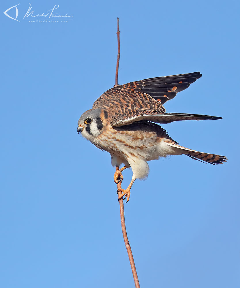 Femelle, Châteauguay (Québec), 2019-04-04