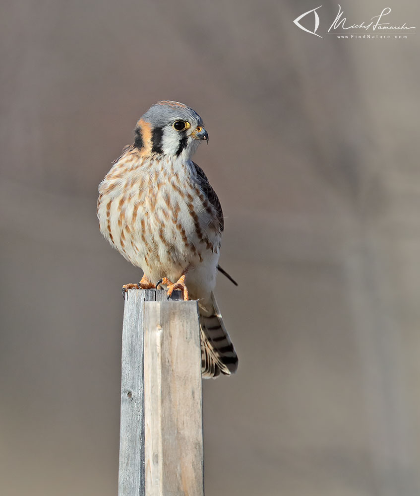 Femelle, Châteauguay (Québec), 2019-04-04