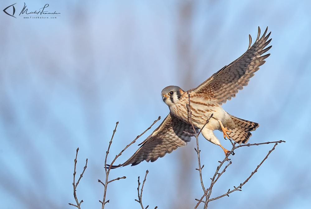 Femelle, Châteauguay (Québec), 2019-04-04