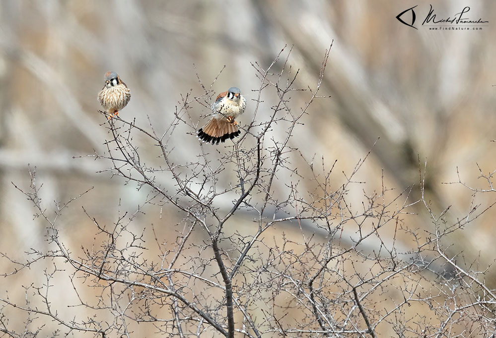 Femelle et mâle, Châteauguay (Québec), 2019-04-05