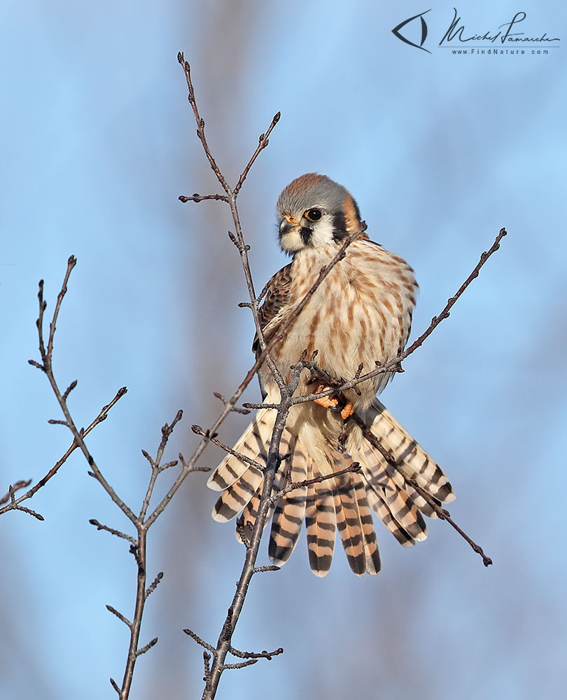 Femelle, Châteauguay (Québec), 2019-04-04