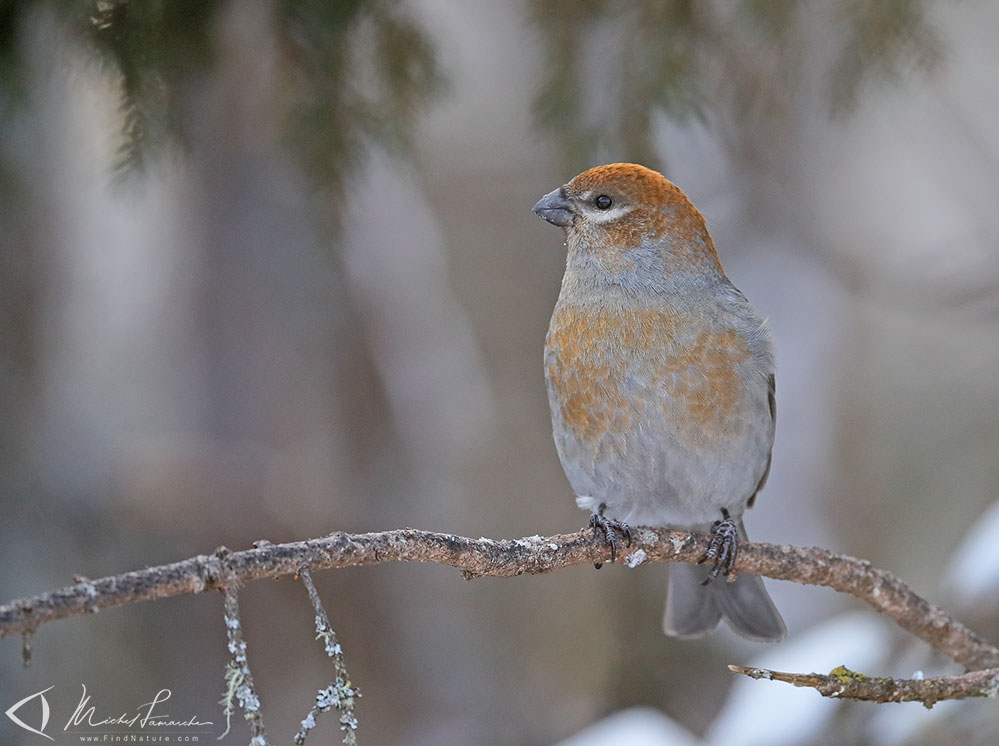 Femelle, Montréal (Québec), 2018-12-01