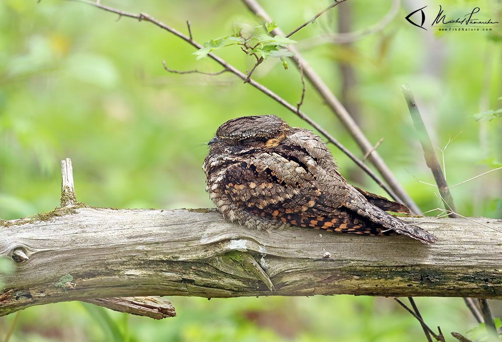 Pointe-Pelée (Ontario), 2019-05-11