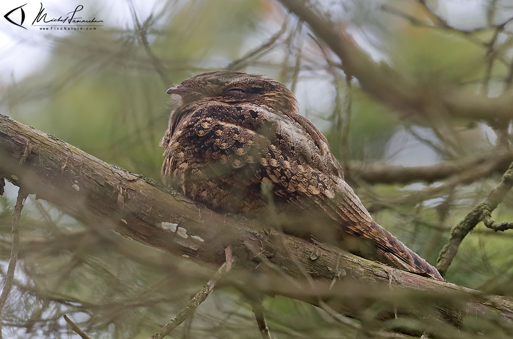 Pointe-Pelée (Ontario), 2019-05-11