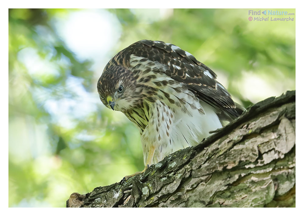 Immature, Montréal (Québec), 2017-07-05